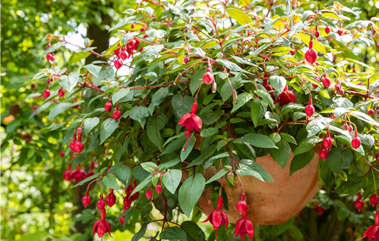 Krankheiten und Schädlinge bei mediterranen Pflanzen verhindern Krankheiten und Schädlinge bei mediterranen Pflanzen verhindern