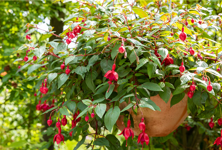 Fuchsia Hybride, hängend