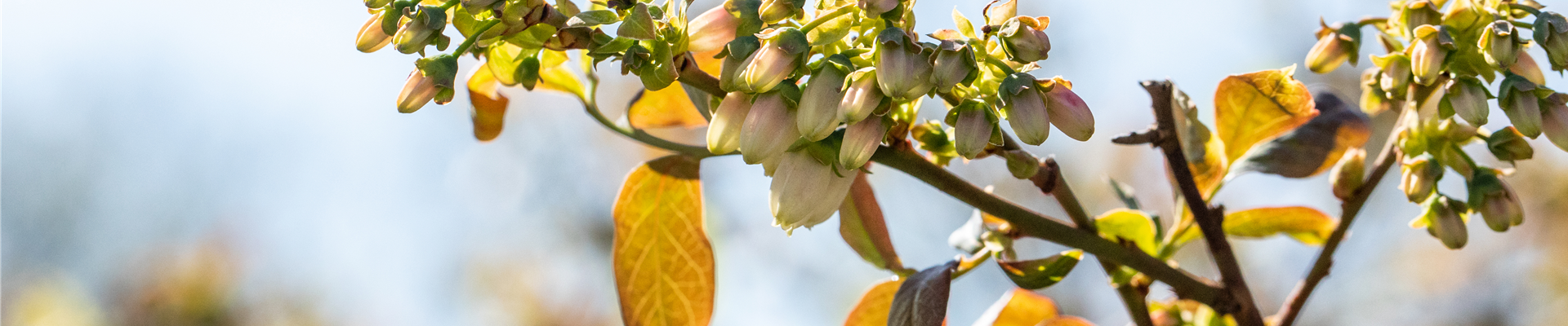 Vaccinium corymbosum 'Meader' Vaccinium corymbosum 'Meader'