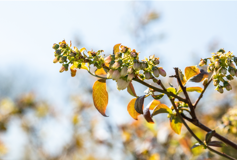Vaccinium corymbosum 'Meader' Vaccinium corymbosum 'Meader'