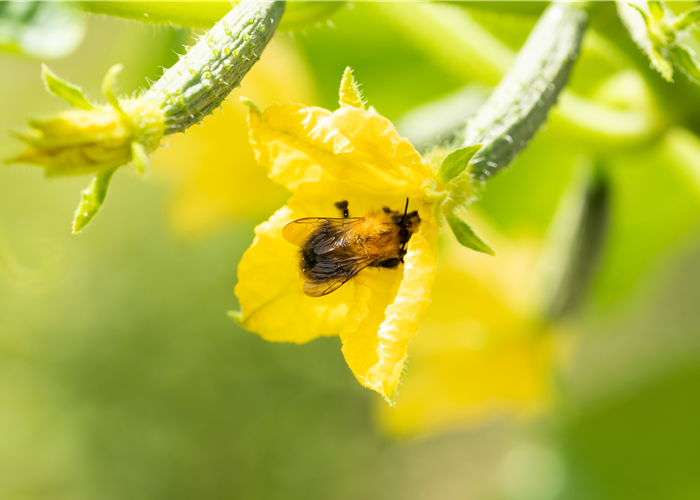 Bienenfreundliche Pflanzen für Garten und Co. Bienenfreundliche Pflanzen für Garten und Co.