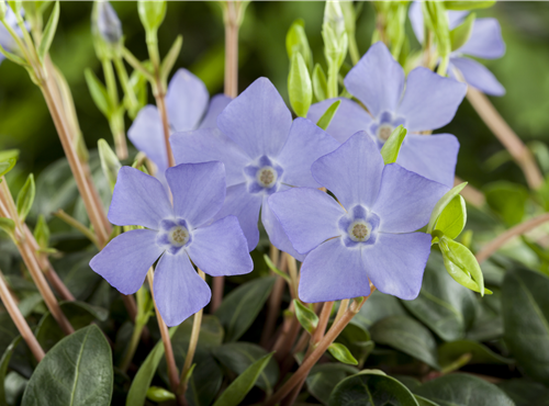 Vinca minor Vinca minor