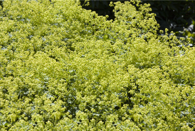 Alchemilla vulgaris Alchemilla vulgaris