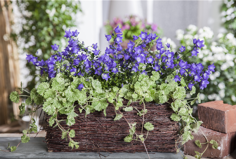 Campanula, Glechoma