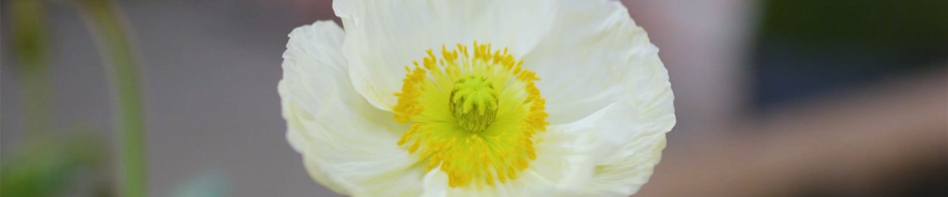 Mohn - Einpflanzen im Garten (Thumbnail) Mohn - Einpflanzen im Garten (Thumbnail)