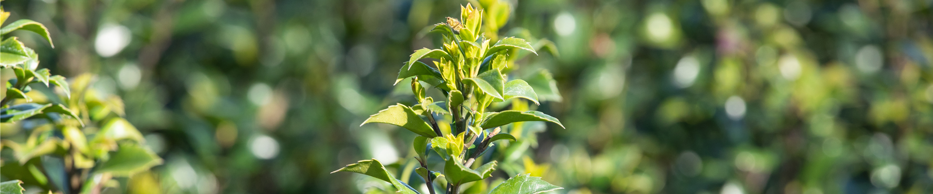 Ilex meserveae 'Heckenstar'(s) Ilex meserveae 'Heckenstar'(s)