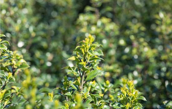 Immergrüne Laubgehölze für einzigartige Hecken und Gärten Immergrüne Laubgehölze für einzigartige Hecken und Gärten