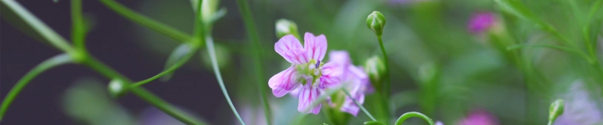 Sommer Schleierkraut - Einpflanzen im Garten (Thumbnail) Sommer Schleierkraut - Einpflanzen im Garten (Thumbnail)