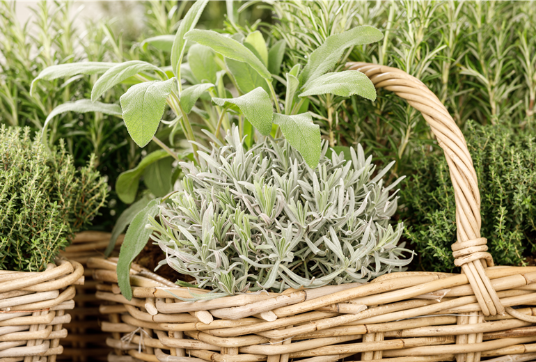 Salvia, Lavandula, Thymus Salvia, Lavandula, Thymus