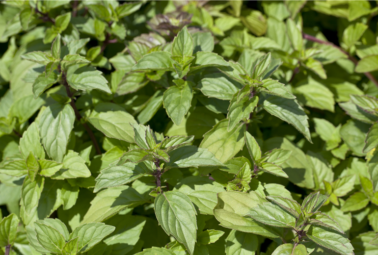 Mentha nemorosa Mentha nemorosa