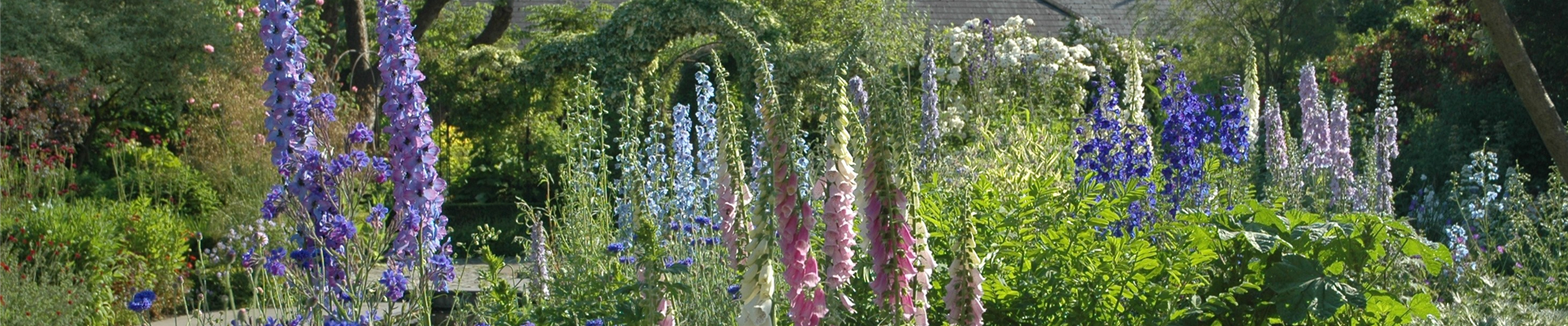 Staudenbeet mit Rittersporn und Fingerhut Staudenbeet mit Rittersporn und Fingerhut