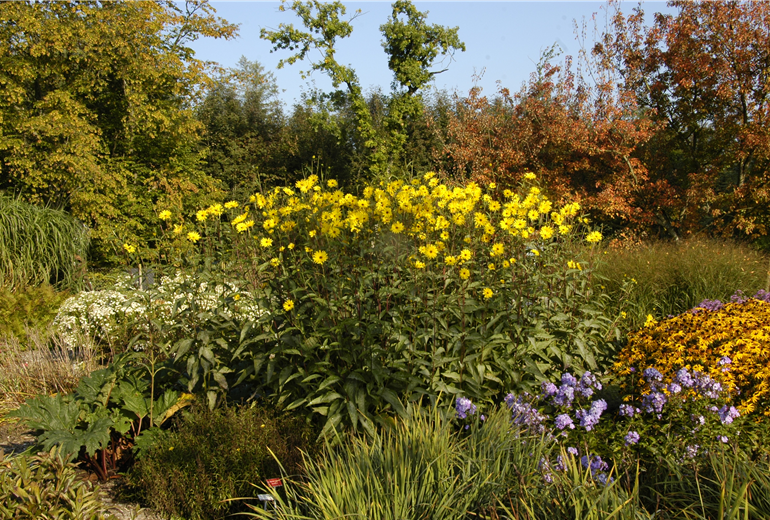 Helianthus atrorubens Helianthus atrorubens