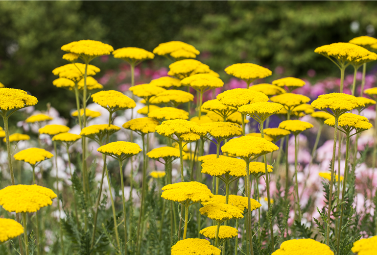 Achillea filipendulina 'Parker'  Achillea filipendulina 'Parker'