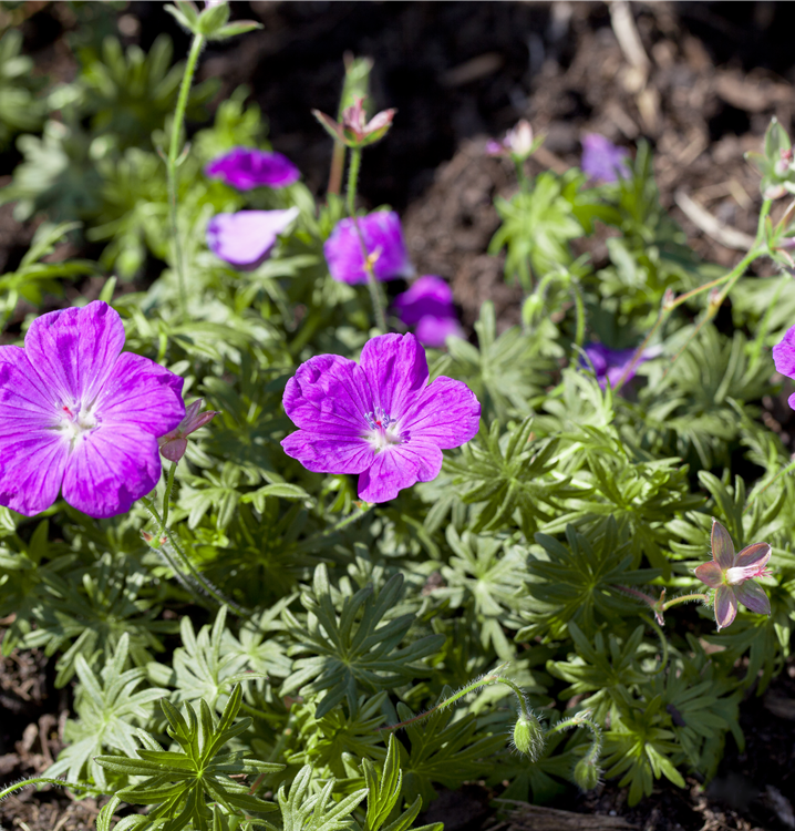 Blutroter Storchschnabel Blutroter Storchschnabel