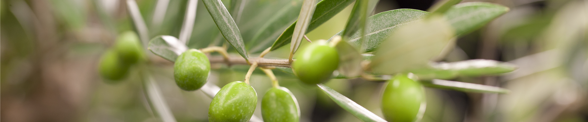 Olea europaea