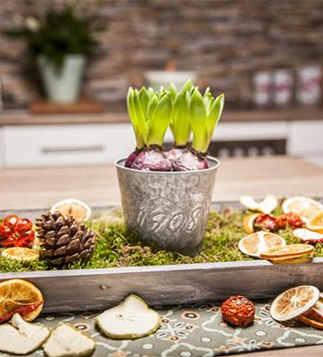 Hyazinthen zu Weihnachten Hyazinthen zu Weihnachten