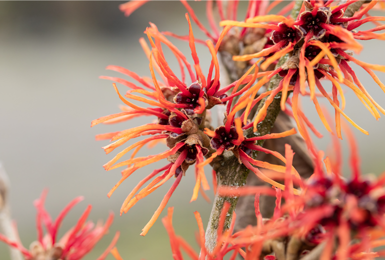 Hamamelis x intermedia 'Twilight'