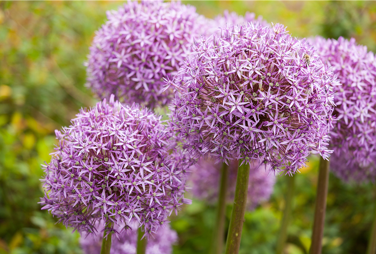 Allium 'Lucy Ball'