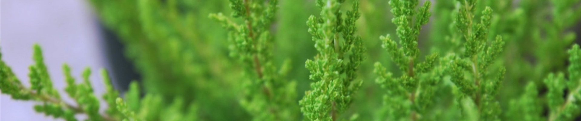 Besenheide - Einpflanzen im Garten (thumbnail)