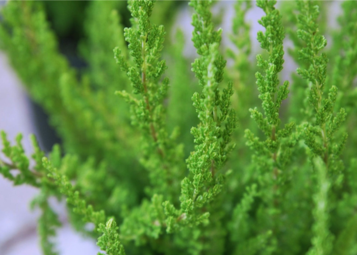 Besenheide - Einpflanzen im Garten Besenheide - Einpflanzen im Garten