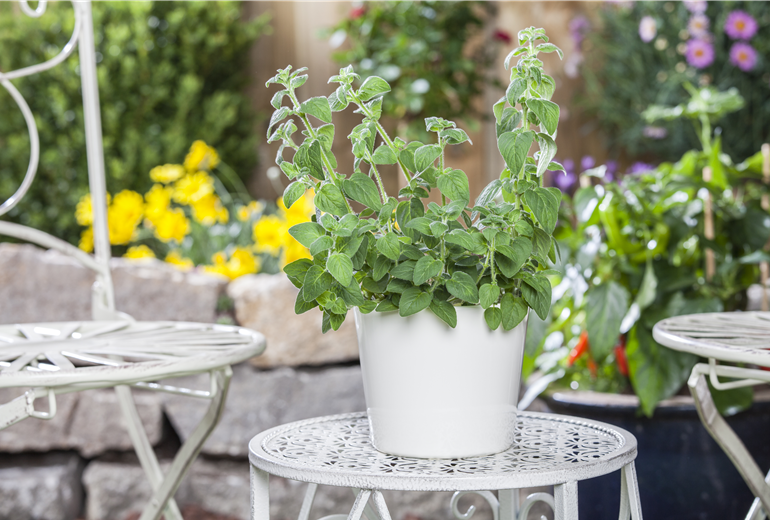 Melissa officinalis Melissa officinalis