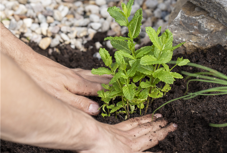 Minze einpflanzen Minze einpflanzen