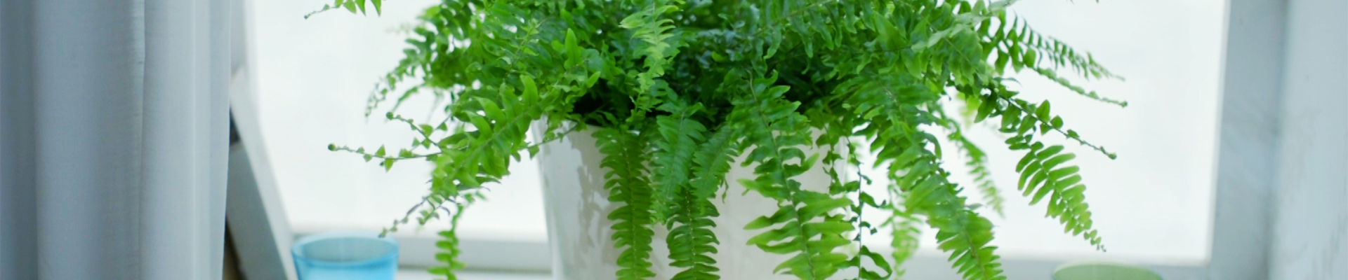 Schwertfarn - Einpflanzen im Garten (thumbnail) Schwertfarn - Einpflanzen im Garten (thumbnail)