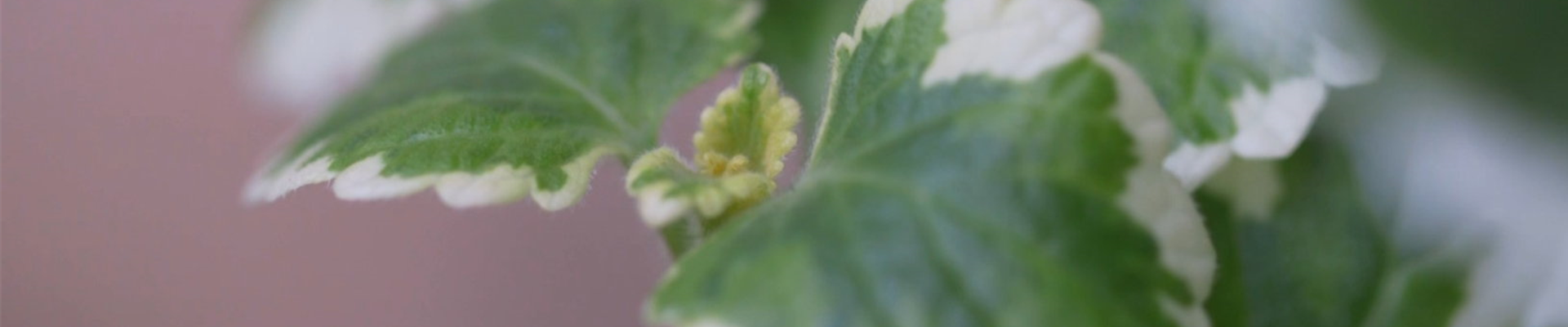 Haferstrauch - Einpflanzen im Garten (Thumbnail) Haferstrauch - Einpflanzen im Garten (Thumbnail)