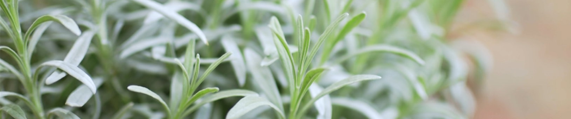 Lavendel - Umtopfen (thumbnail2) Lavendel - Umtopfen (thumbnail2)