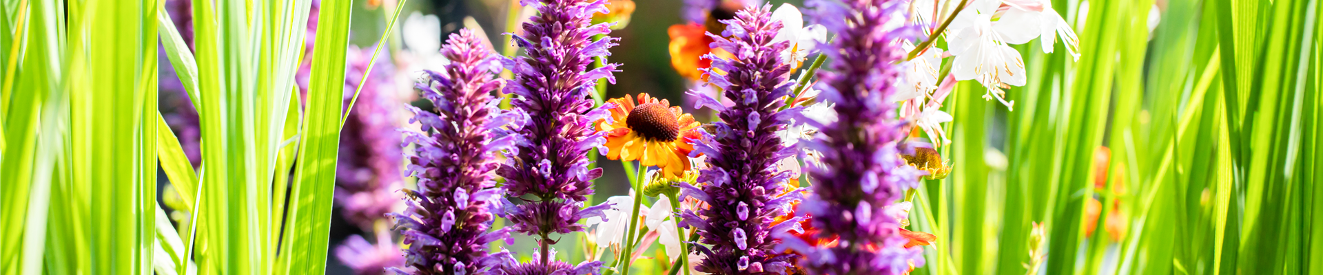 Agastache rugosa 'Blue Boa' Agastache rugosa 'Blue Boa'