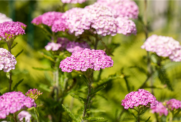 Achillea millefolium 'Apfelblüte' Achillea millefolium 'Apfelblüte'