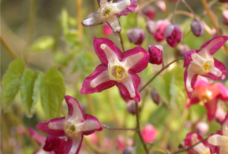 Epimedium alpinum Epimedium alpinum