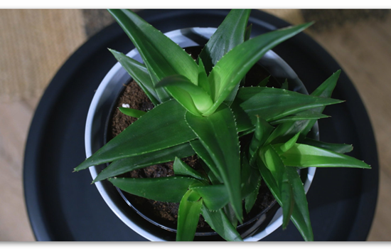 Zimmerpflanzenportrait - Aloe Vera (klein) Zimmerpflanzenportrait - Aloe Vera (klein)