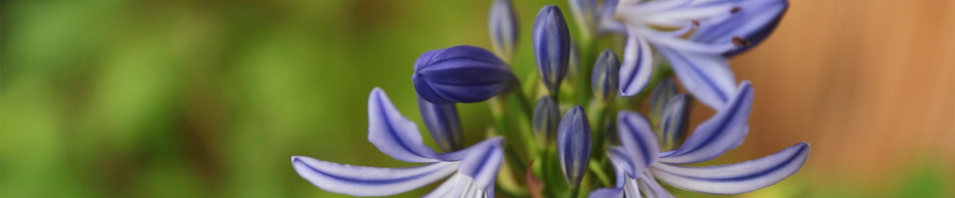 Afrikanische Schmucklilie - Einpflanzen in ein Gefäß (Thumbnail)