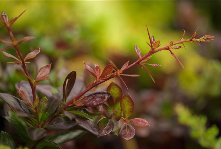 Berberis x media 'Red Juwel'
