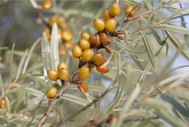 Hippophae rhamnoides 'Leikora'