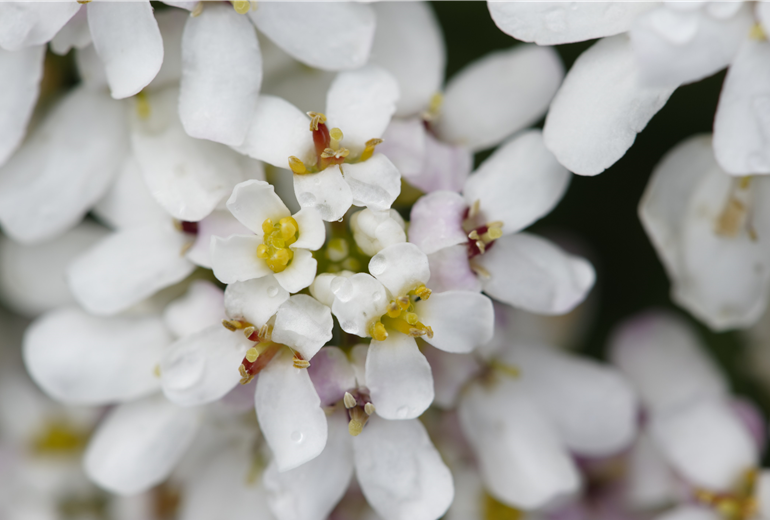 Iberis sempervirens