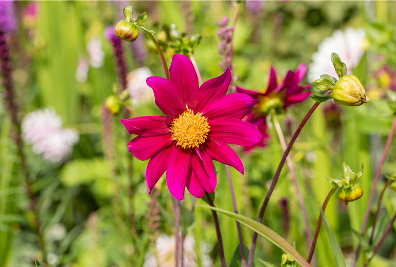Dahlia Einfach blühend Dahlia Einfach blühend