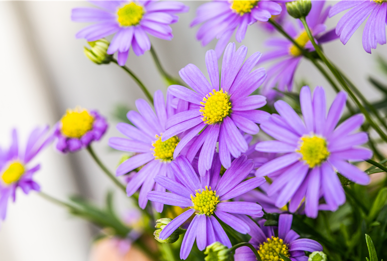 Brachyscome multifida 'Mauve Delight' Brachyscome multifida 'Mauve Delight'