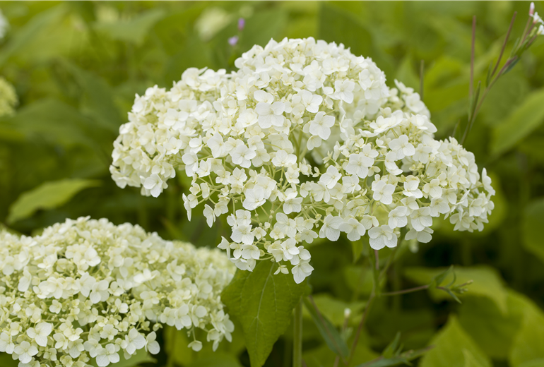 Hydrangea arborescens Hydrangea arborescens