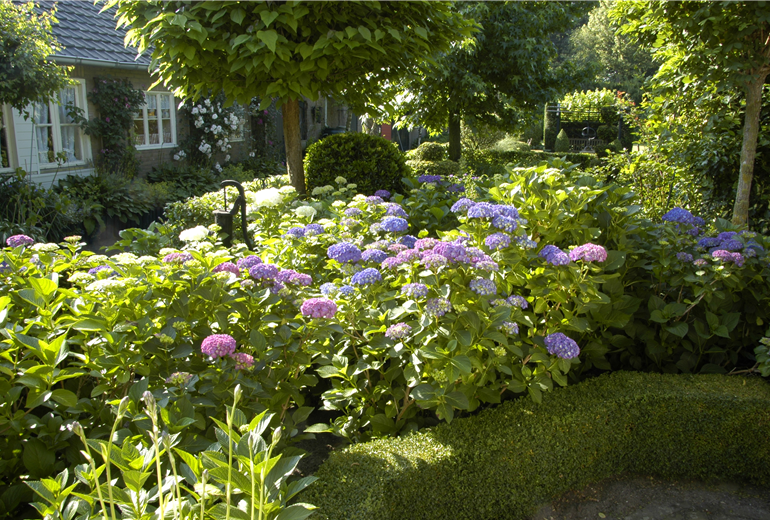 Garten mit Hortensien Garten mit Hortensien
