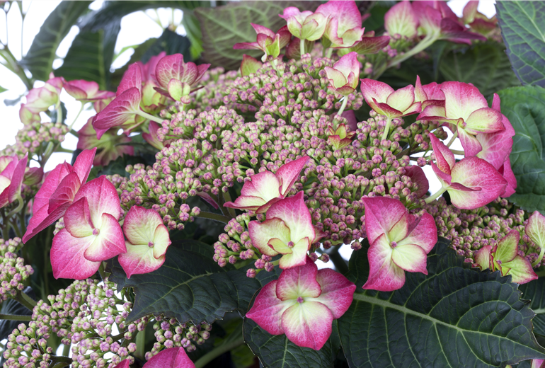 •Hydrangea macrophylla Dutch Ladies 'Sheila' •Hydrangea macrophylla Dutch Ladies 'Sheila'