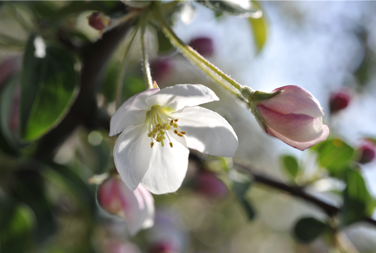 Malus domestica