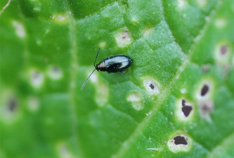 Erdfloh an Kohl