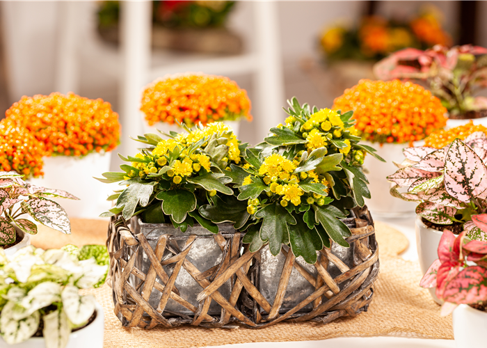 Balkonpflanzen im Herbst – Bunte Farben durch hübsche Blüten und Blätter Balkonpflanzen im Herbst – Bunte Farben durch hübsche Blüten und Blätter