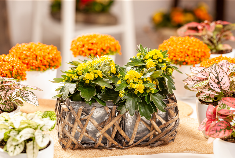 Ajania pacifica Ajania pacifica