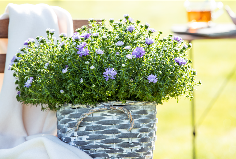 Aster dumosus, hellblau Aster dumosus, hellblau