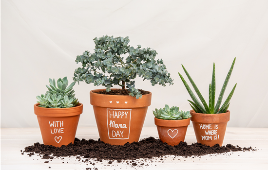 Danke Mama! – Die beliebtesten Blumen zum Muttertag Danke Mama! – Die beliebtesten Blumen zum Muttertag