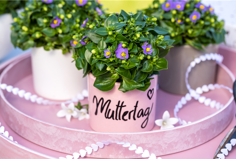 Muttertag - Bepflanzte Töpfe mit Aufschrift Muttertag - Bepflanzte Töpfe mit Aufschrift