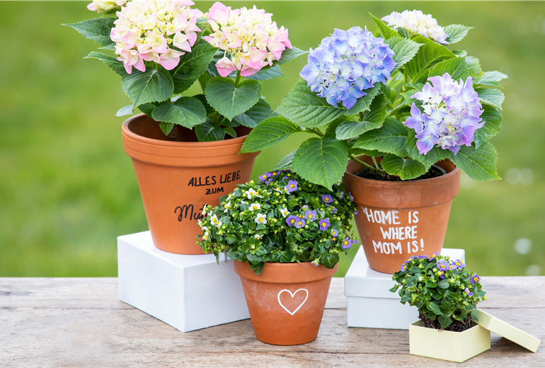Muttertag - Bepflanzte Töpfe mit Aufschrift Muttertag - Bepflanzte Töpfe mit Aufschrift